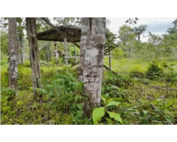 Foto de 1 Imóvel Rural | Área de 1.529,8730ha | Fazenda Gabriela | Km 24, Rodovia AM-240 | Presidente Figueiredo/AM