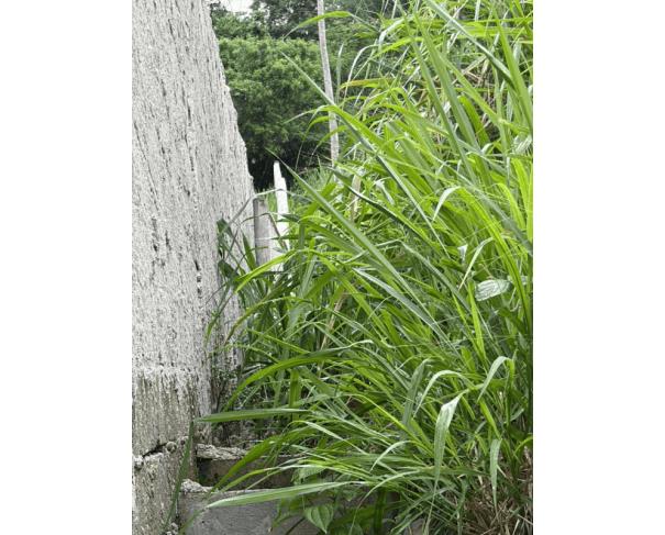 Foto de 1 Terreno | Área de 1.071,29m² | Contando Com Uma Pequena Construção de 23m² | Rua João de Oliveira Pereira, S/Nº | Bairro Ribeirão | Ilha Bela/SP