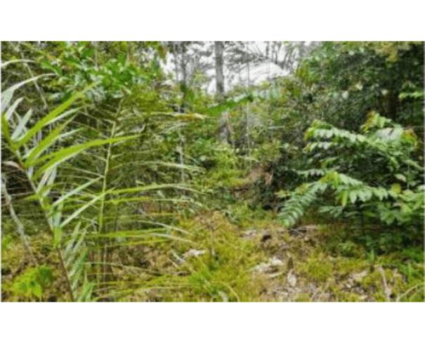 Foto de 1 Imóvel Rural | Área de 1.529,8730ha | Fazenda Gabriela | Km 24, Rodovia AM-240 | Presidente Figueiredo/AM