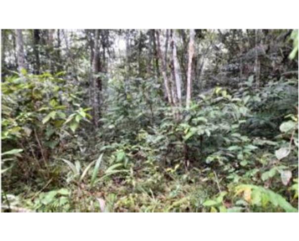 Foto de 1 Imóvel Rural | Área de 1.529,8730ha | Fazenda Gabriela | Km 24, Rodovia AM-240 | Presidente Figueiredo/AM