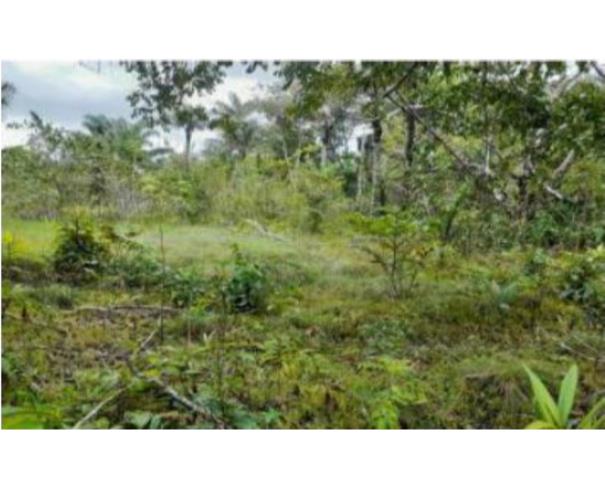 Foto de 1 Imóvel Rural | Área de 1.529,8730ha | Fazenda Gabriela | Km 24, Rodovia AM-240 | Presidente Figueiredo/AM
